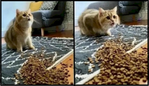 Cat memes
