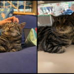 Fishtopher Has Recently Been Adopted