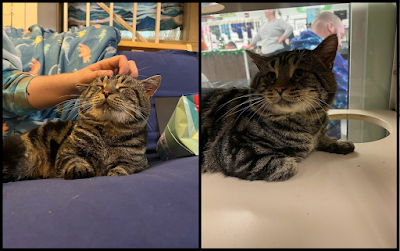 Fishtopher Has Recently Been Adopted