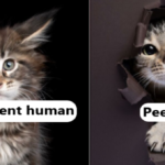 Hilarious Cat Portraits