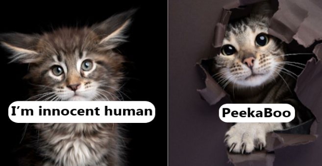 Hilarious Cat Portraits