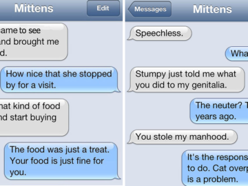 Cat Text Conversations