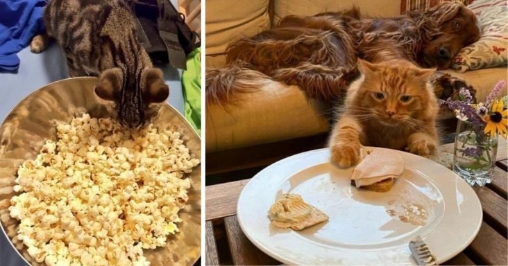 20 Hilarious Cats Who Got Caught Red Pawed Stealing Food